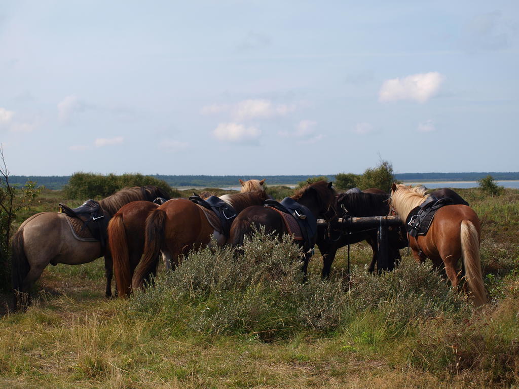 Farm stay Faedrelandet & Turridning *